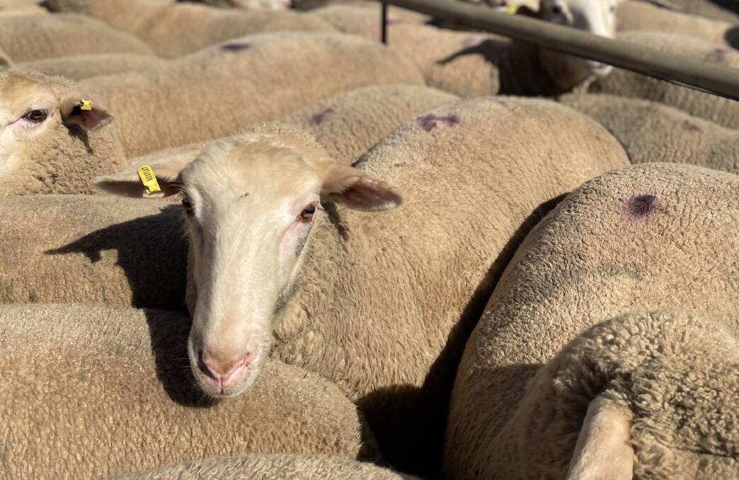 It's about time, $38m for sheep and goat eID rebates