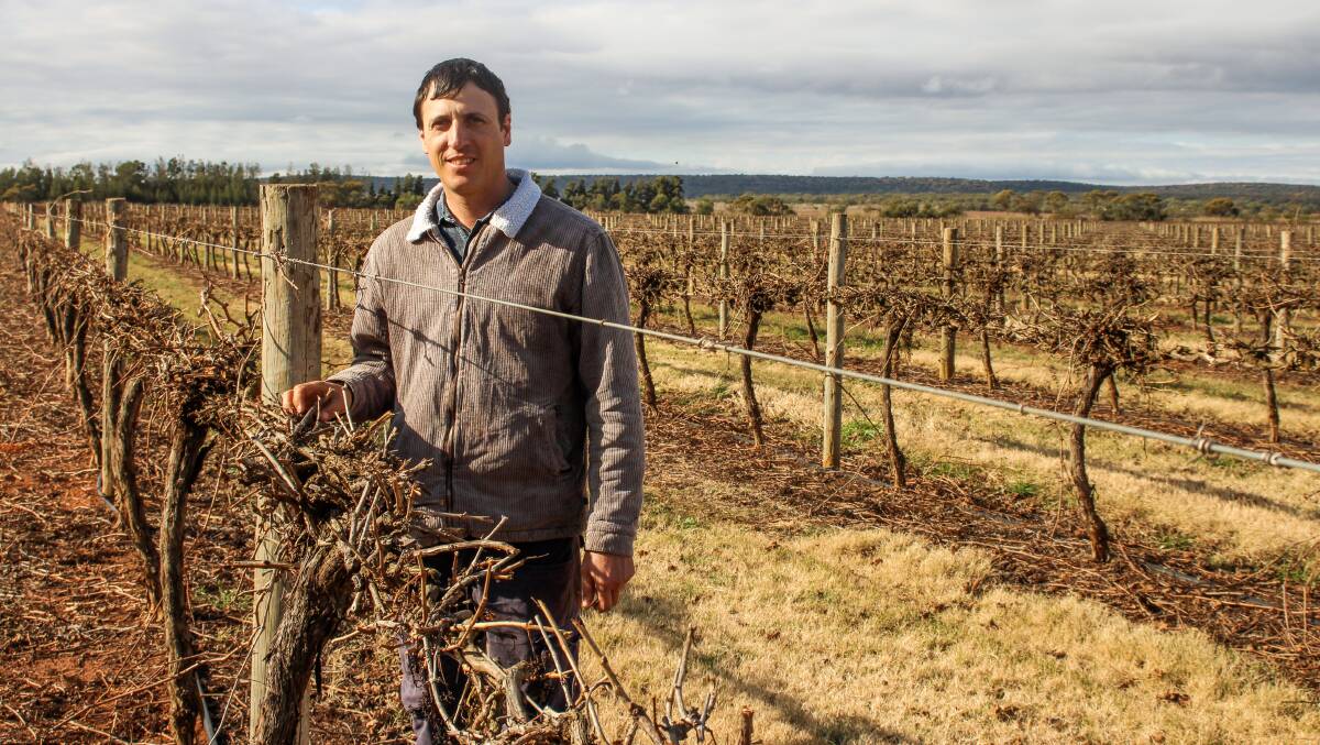 Nericon winegrape grower Bruno Altin said more money was spent on the season's crop with downy mildew affecting some vines. Picture by Alexandra Bernard