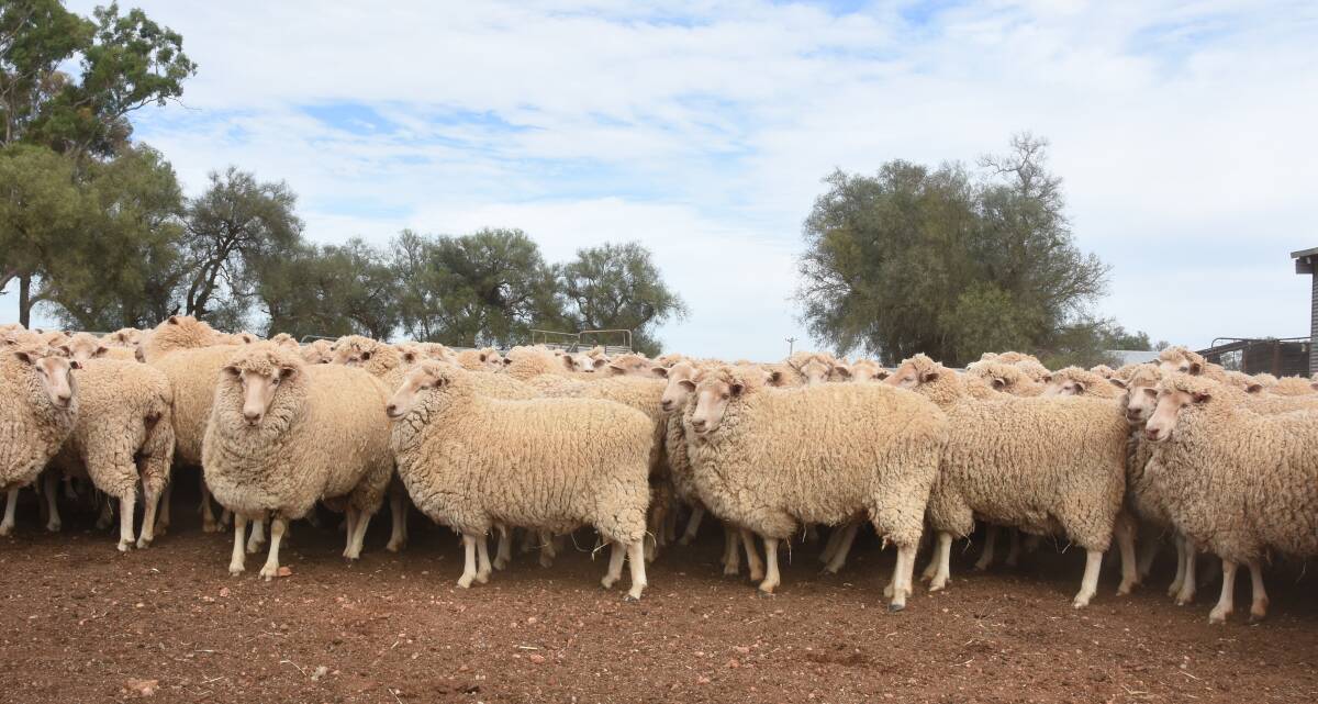 The Cruikshank family prioritise the best grazing crops for the ewes scanned with multiples and for the Merino ewes requiring more nutrients for the lambs and wool growth. Photo by Helen De Costa. 