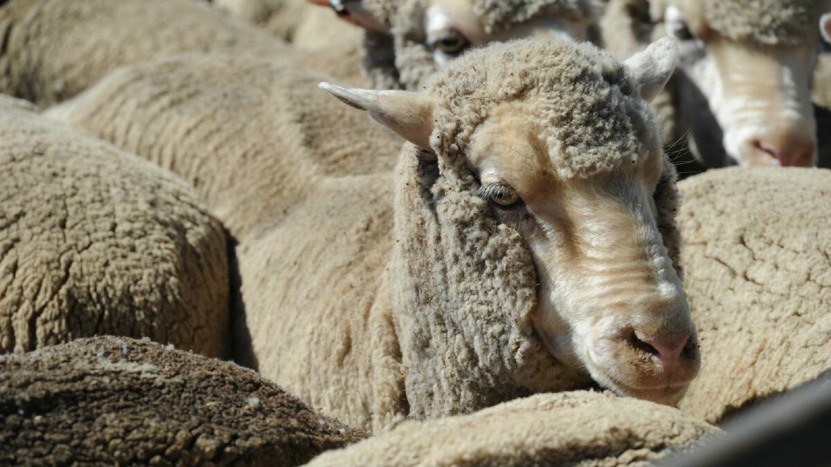 The quality of the offering ranged from fair to very good in places at the Wagga sheep sale last week. File image