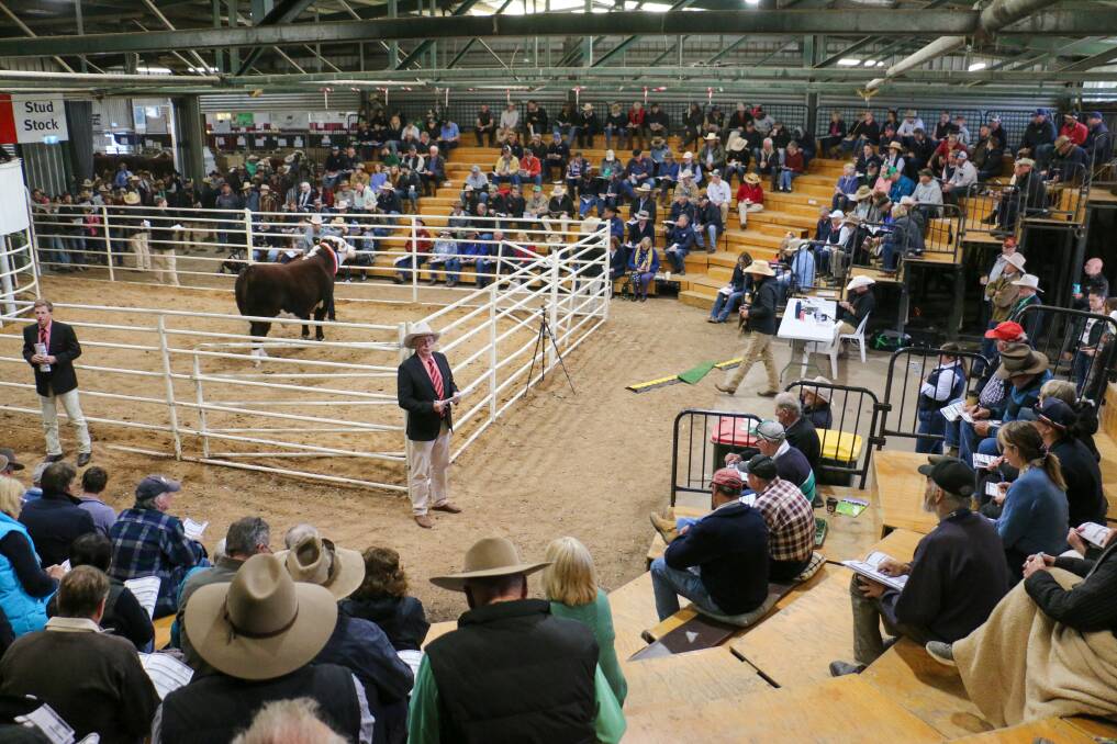 The 2024 Herefords Australia National Sale grand champion bull Mawarra Whiteout T290 sells for the top price of $46,000 before a packed gallery. Picture supplied