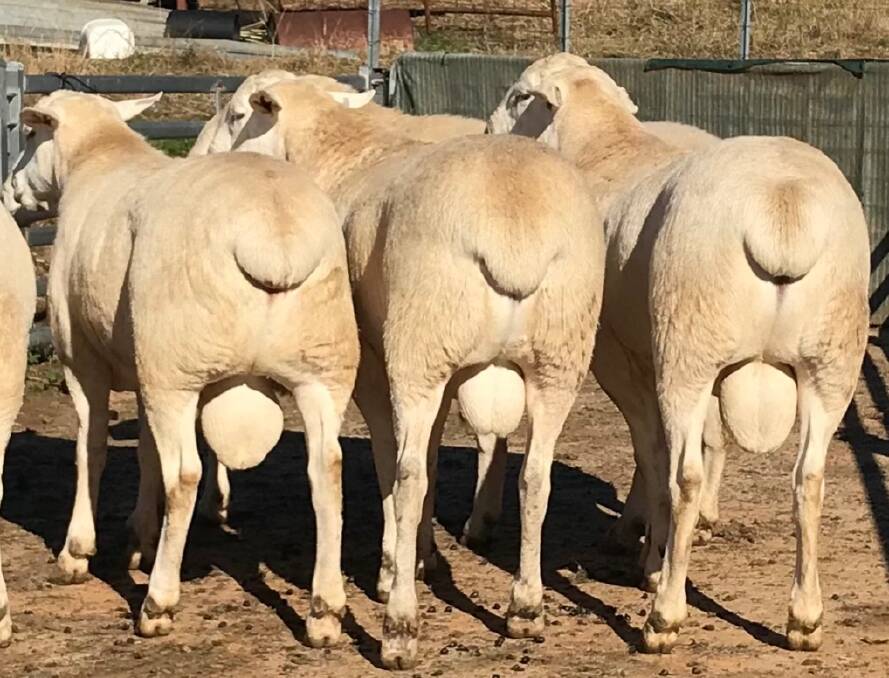 The yellow fat phenotype in sheep. The picture is showing a typical