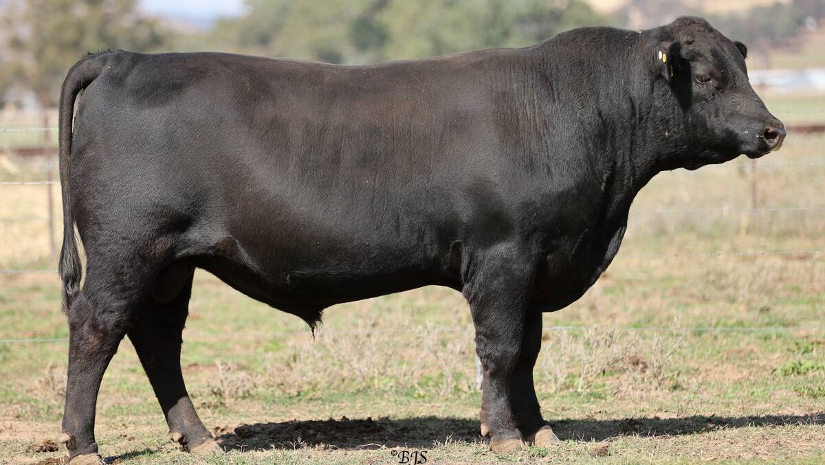Reiland Taboo T81 will be among the 35 bulls to be offered at the Reiland Angus May 21 sale.